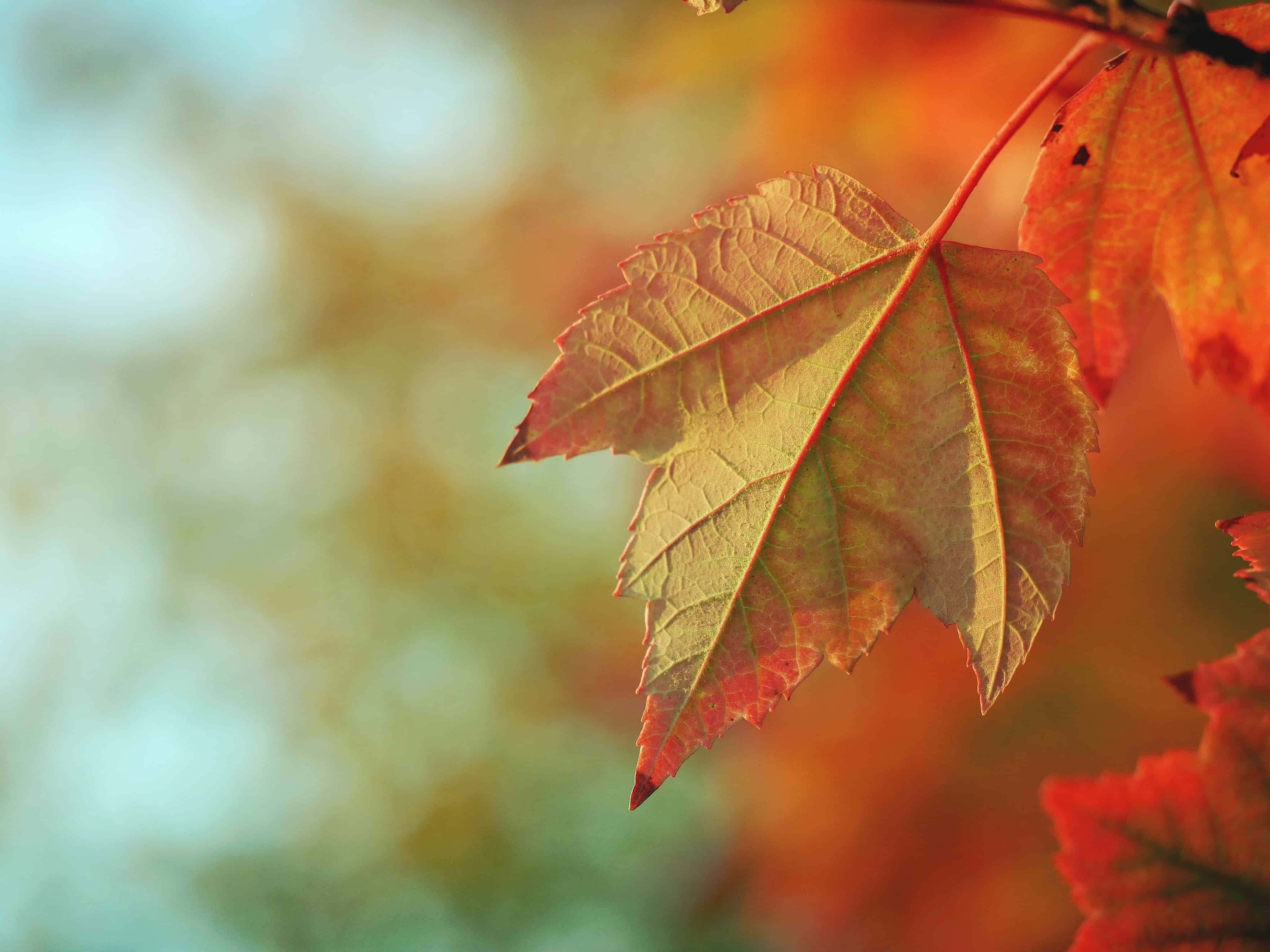 How To Write Happy Thanksgiving In Spanish