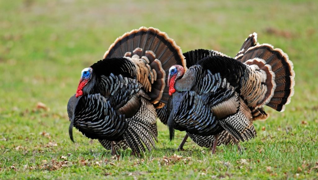 how-to-say-thanks-and-happy-thanksgiving-in-spanish