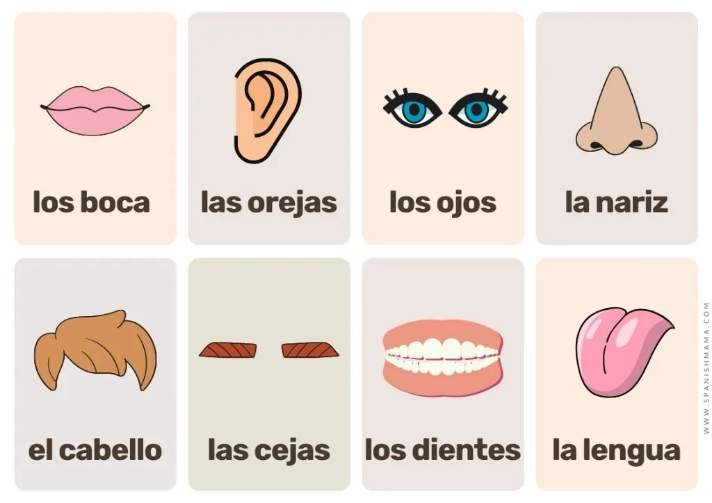 body Spanish flashcards for kids