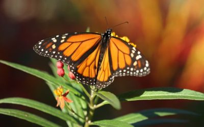 All About The Monarch Butterfly and Day of the Dead