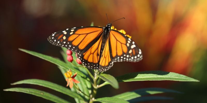 monarch butterfly and day of the dead
